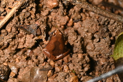 Microhyla ornata