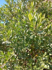 Osteospermum moniliferum