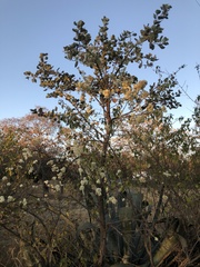 Dombeya rotundifolia image