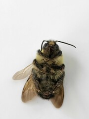 Bombus bimaculatus