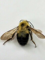 Bombus bimaculatus