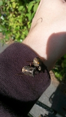 Pentatoma rufipes