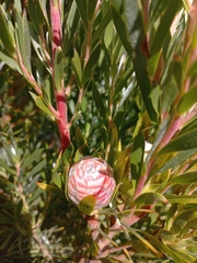 Leucadendron xanthoconus