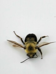 Bombus bimaculatus