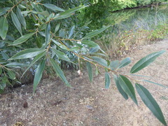 Salix alba