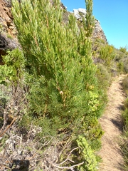 Leucadendron xanthoconus