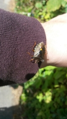 Pentatoma rufipes