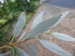 Salix alba