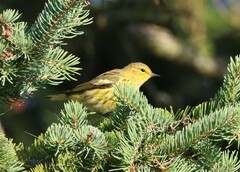 Setophaga tigrina