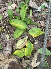 Maianthemum racemosum