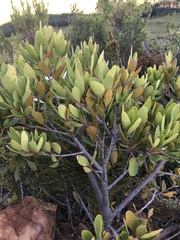 Maytenus oleoides
