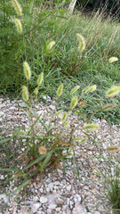 Polypogon monspeliensis