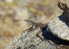 Podarcis guadarramae guadarramae