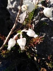 Erica calcareophila
