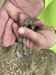 Pantherophis spiloides