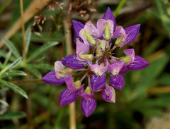 Lupinus variicolor