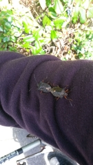 Pentatoma rufipes