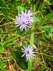 Elephantopus tomentosus