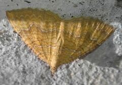 Camptogramma bilineata