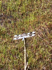 Libellula forensis