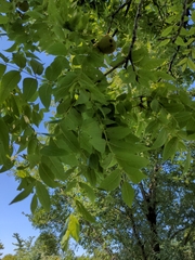Juglans