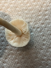 Zhuliangomyces