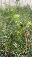 Cirsium discolor
