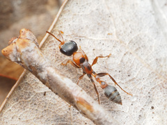 Pseudomyrmex gracilis
