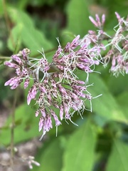Eutrochium purpureum
