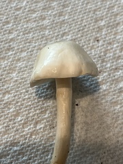 Zhuliangomyces