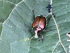 Popillia japonica