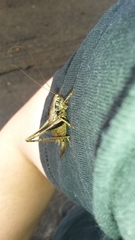 Pholidoptera griseoaptera