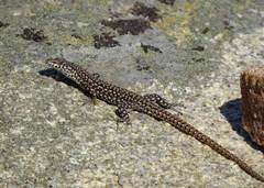 Podarcis guadarramae guadarramae