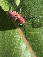 Tetraopes femoratus