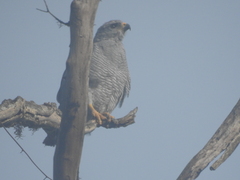 Buteo plagiatus