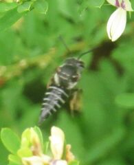 Coelioxys octodentatus