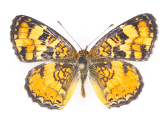 Phyciodes batesii anasazi