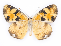 Phyciodes batesii anasazi