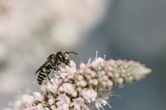 Megachile rotundata