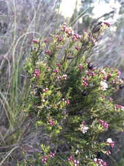 Diosma hirsuta