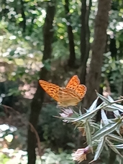 Argynnis paphia