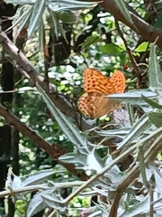 Argynnis paphia