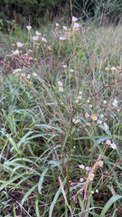 Erigeron strigosus