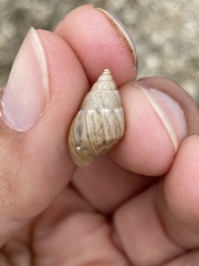 Bulimulus bonariensis