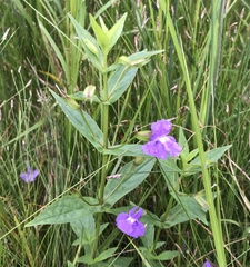 Mimulus ringens