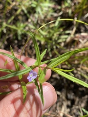 Veronica scutellata