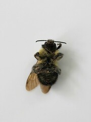 Bombus bimaculatus