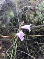 Gladiolus hirsutus