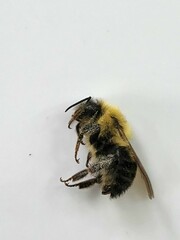 Bombus bimaculatus