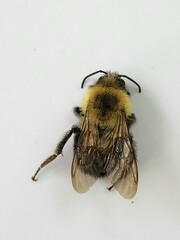 Bombus bimaculatus